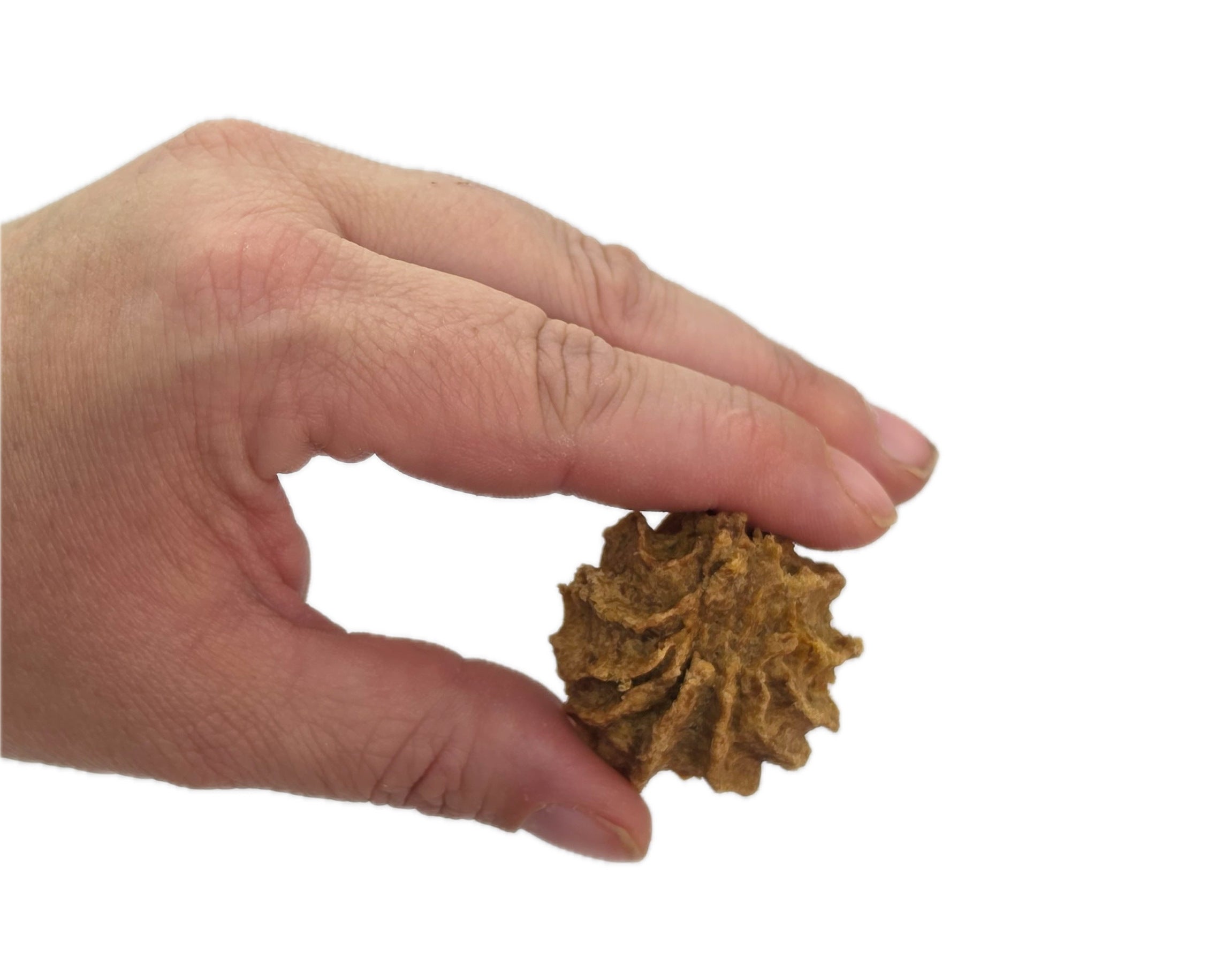 Hand holding a Beef & Pumpkin Cookie, an all-natural dog treat made in the USA by Preen Pets