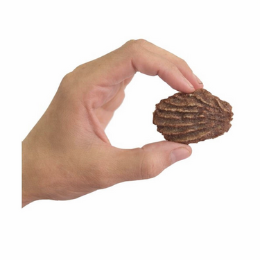 Hand holding a Beef Coconut Cookie dog treat against a white background